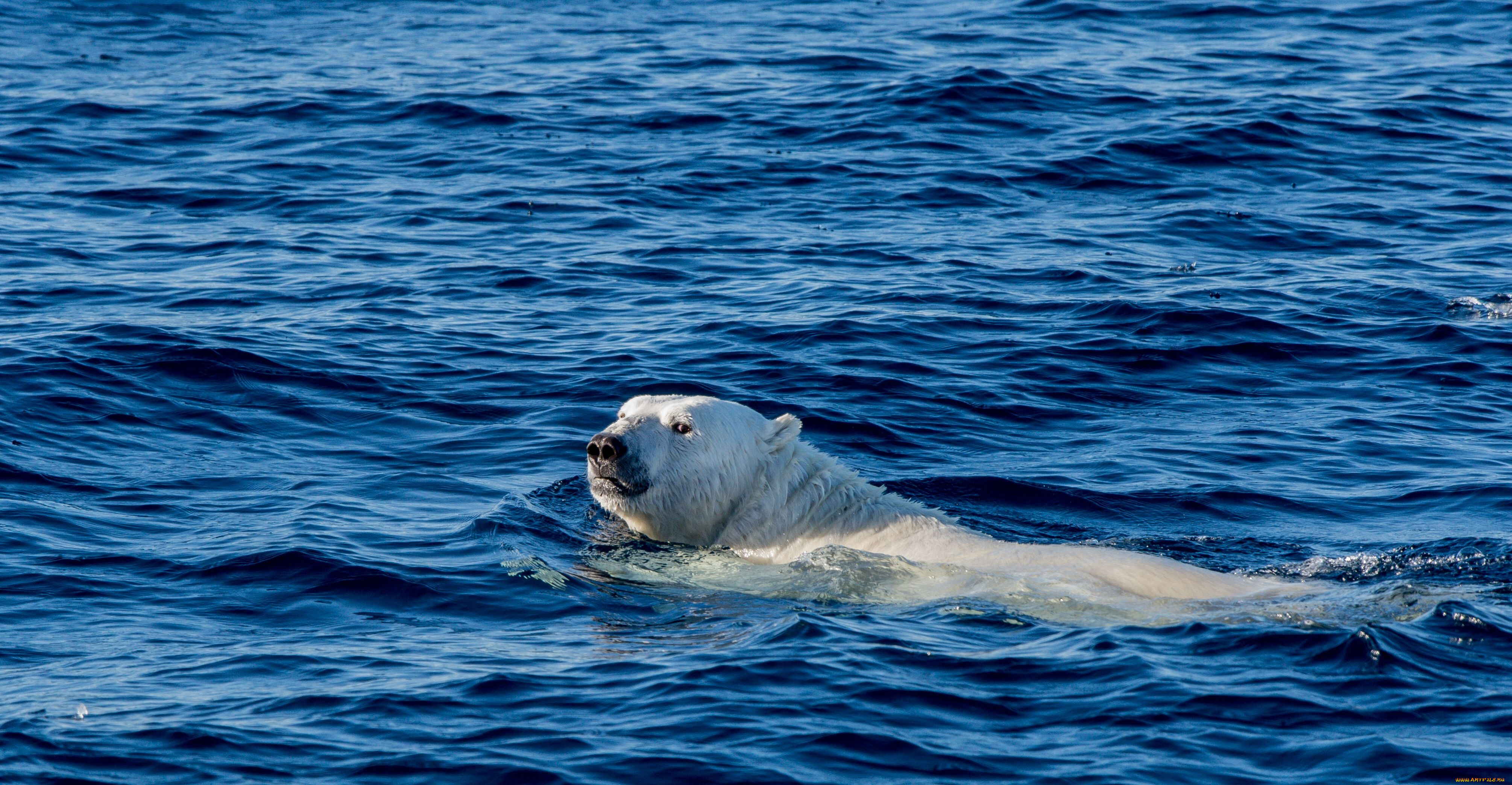 Северный ледовитый животный мир. Белый медведь Ледовитый океан. Северный Ледовитый океан медведи. Северный Ледовитый океан обитатели океана. Млекопитающие Северного Ледовитого океана.